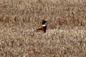 Saturday hunt