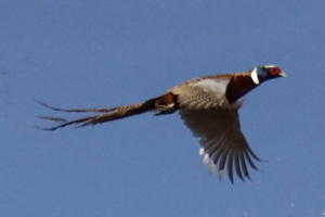 hunt