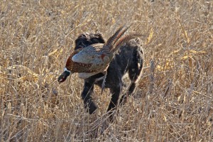 hunt
