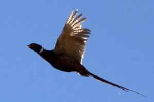 hunt