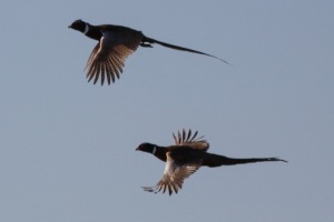 hunt