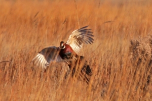 hunt20