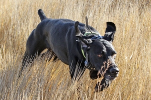 hunt23