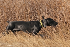 hunt3