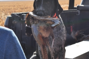 hunt15