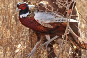 hunt24