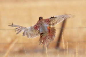 hunt37