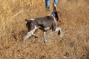 hunt6