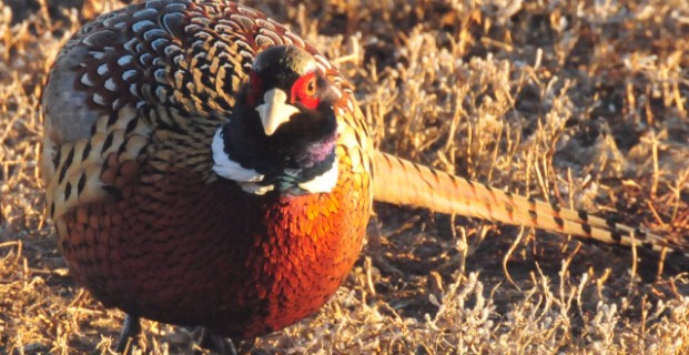 Upland Hunting Opportunities Expand at 15 National Wildlife Refuges