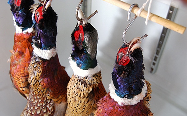 Hanging Pheasants